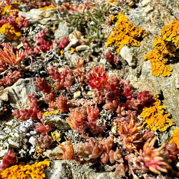 Sedum anglicum Pokrój