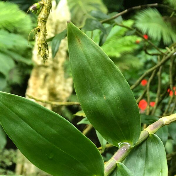 Dendrobium victoriae-reginae 果実