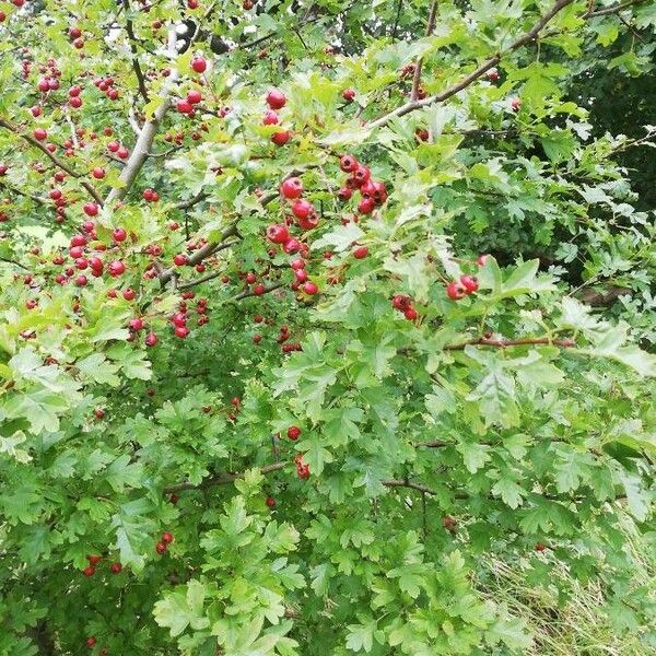 Crataegus monogyna পাতা