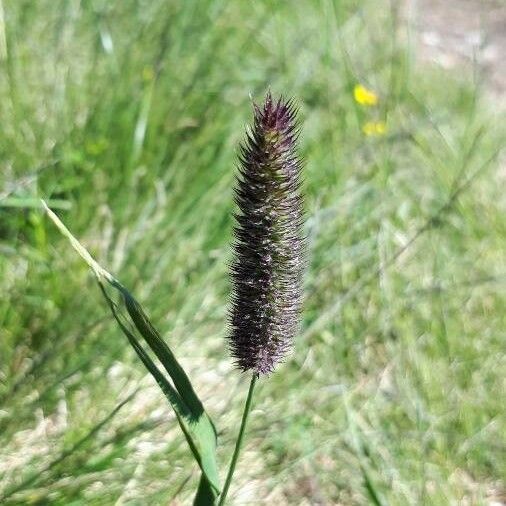 Phleum alpinum Kvet