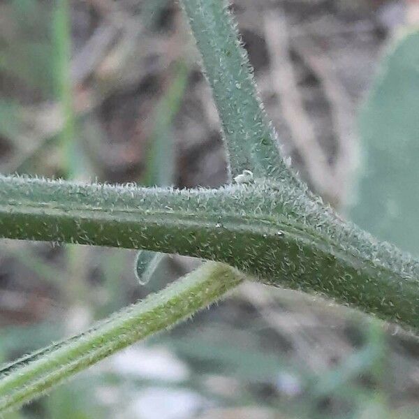 Solanum chenopodioides 树皮