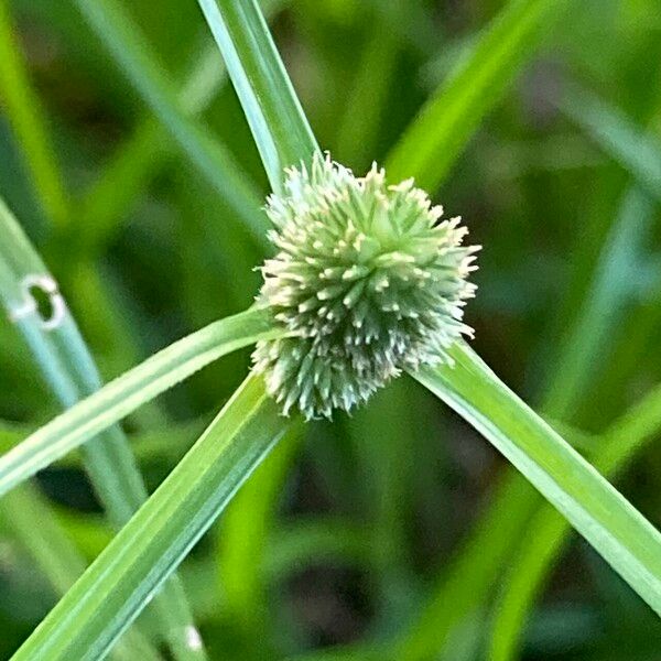 Cyperus hortensis Folla