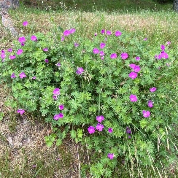 Geranium sanguineum Habit