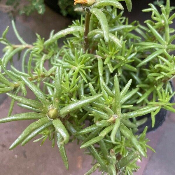 Portulaca pilosa 葉