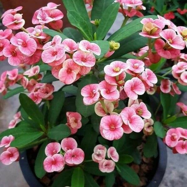 Euphorbia milii Flower