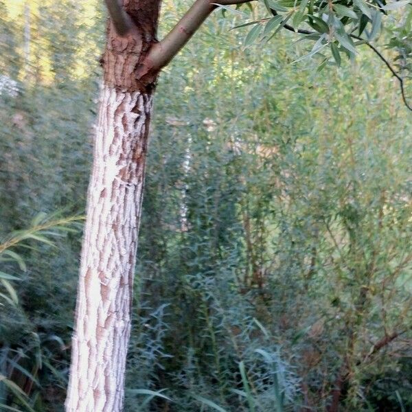 Salix × fragilis പുറംതൊലി