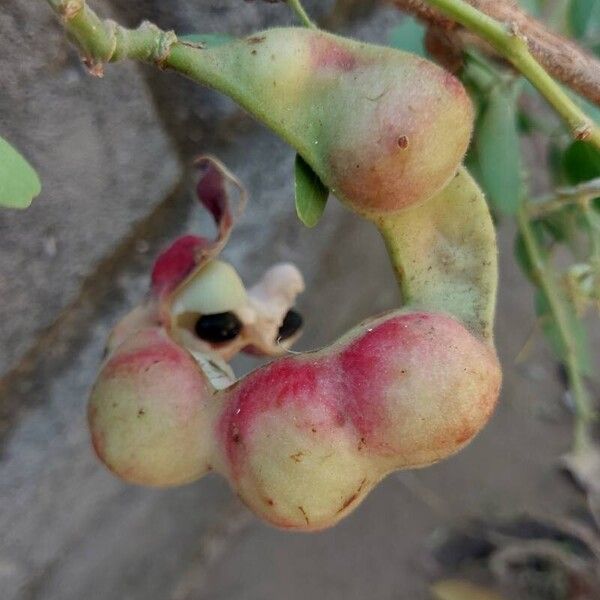 Pithecellobium dulce Fruit