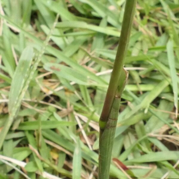 Paspalum notatum Bark