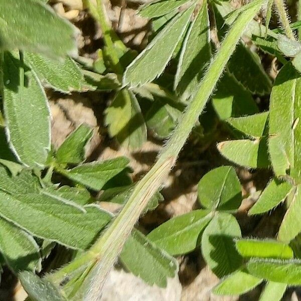 Trifolium alpestre خشب