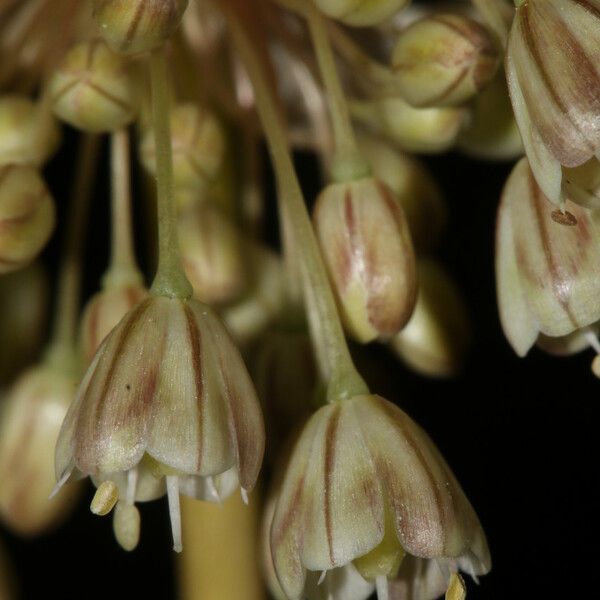 Allium longispathum Kvet