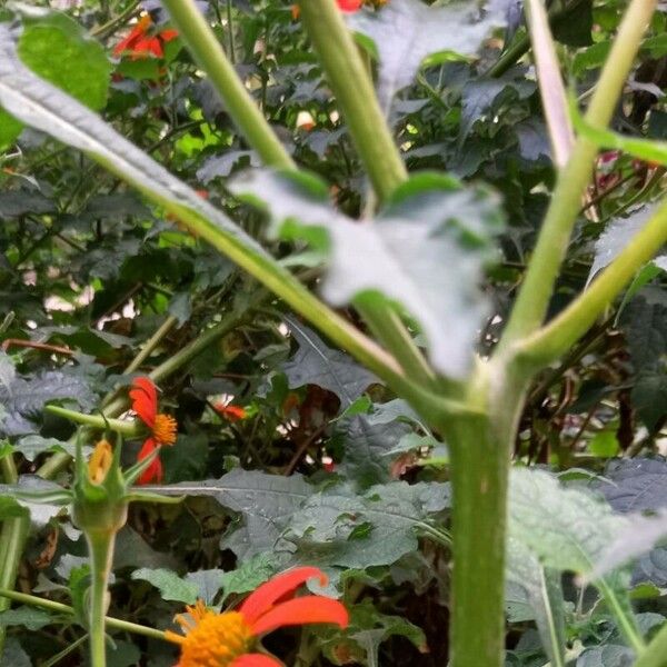 Tithonia rotundifolia Кора