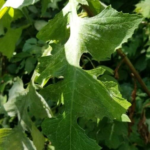 Lactuca biennis Листок