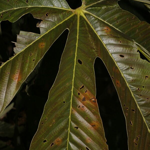 Pourouma bicolor Blad