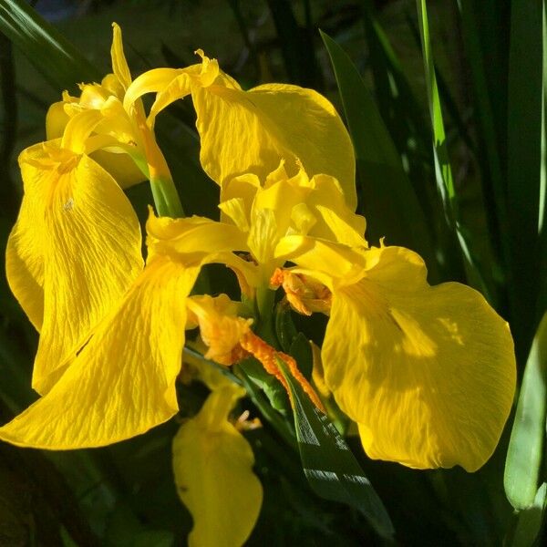 Iris pseudacorus Квітка