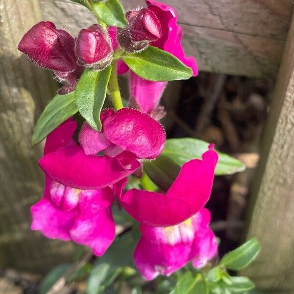 Antirrhinum australe Кветка