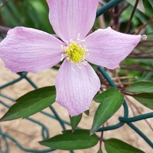 Clematis montana Flower