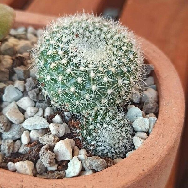 Mammillaria hahniana Blatt