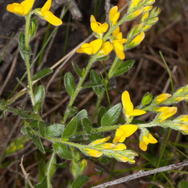 Genista germanica Floare