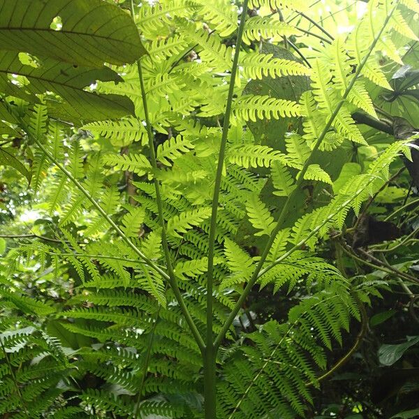 Pteris tripartita Hostoa