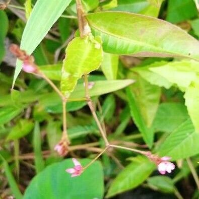 Persicaria sagittata 葉