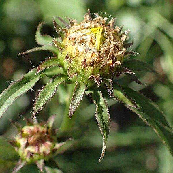 Pentanema salicinum Fruit