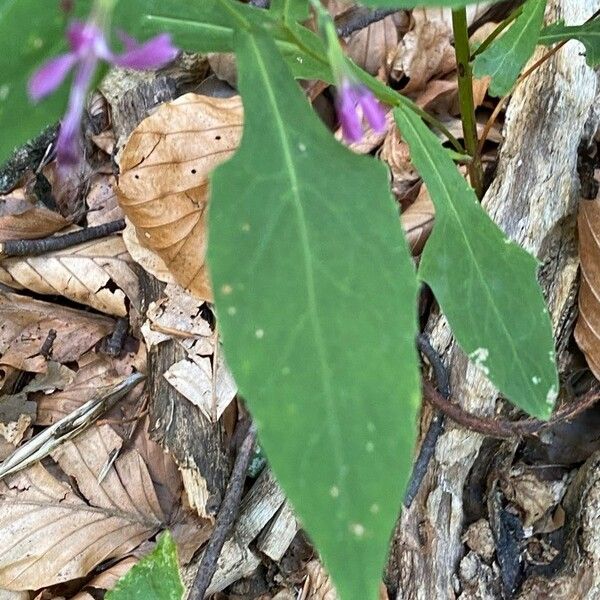 Prenanthes purpurea Leaf