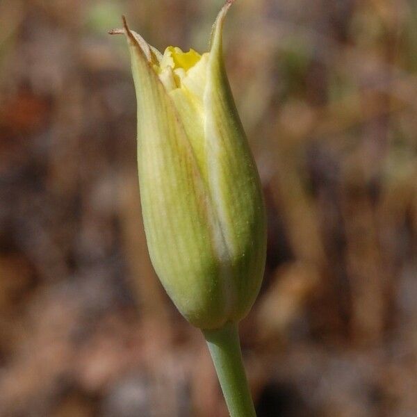 Calochortus luteus Flower