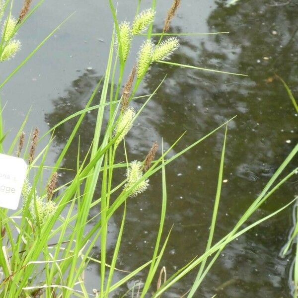 Carex vesicaria Hoja