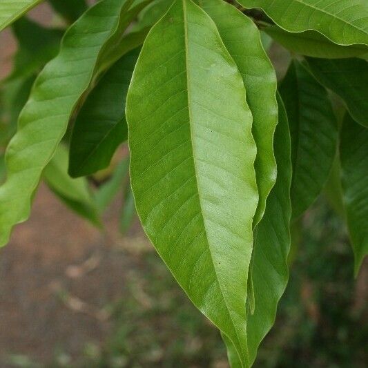 Michelia champaca Leaf