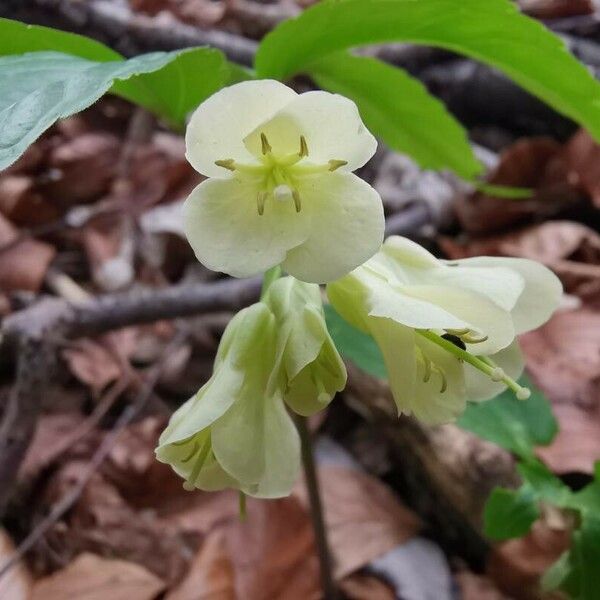 Cardamine enneaphyllos ফুল