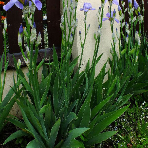 Iris pallida 形態