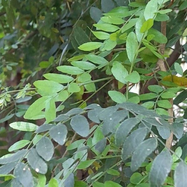 Gleditsia amorphoides Leaf