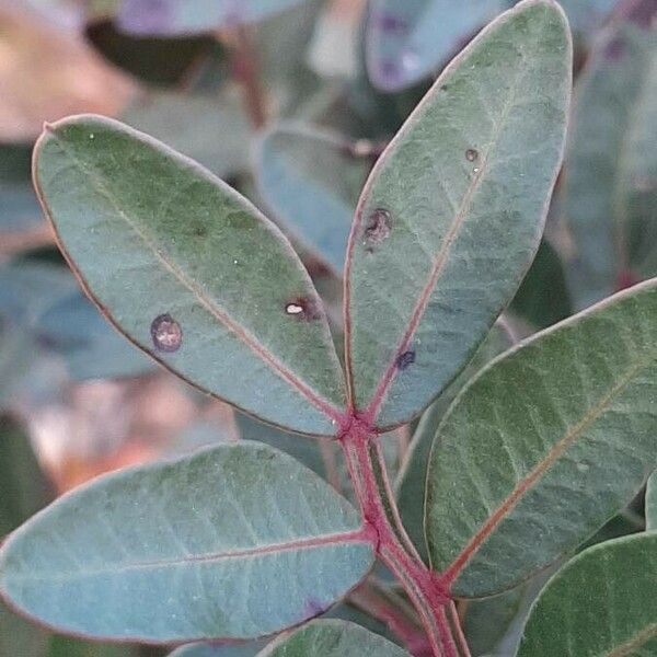 Pistacia lentiscus Foglia