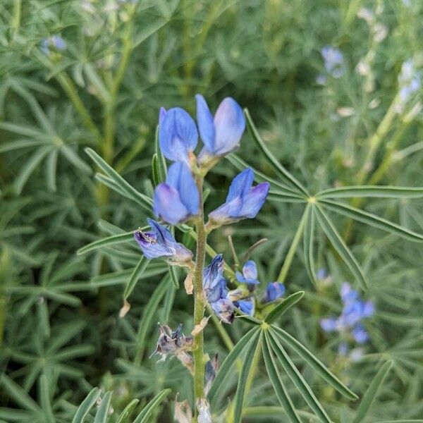 Lupinus angustifolius Fleur