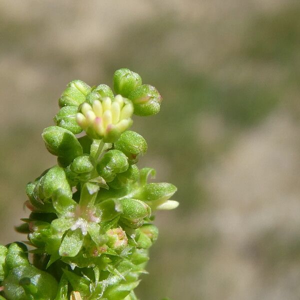 Rumex spinosus 花