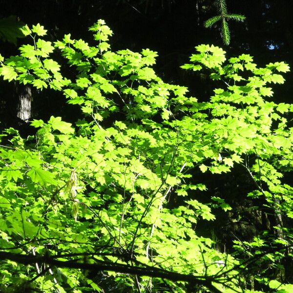 Acer circinatum Blatt