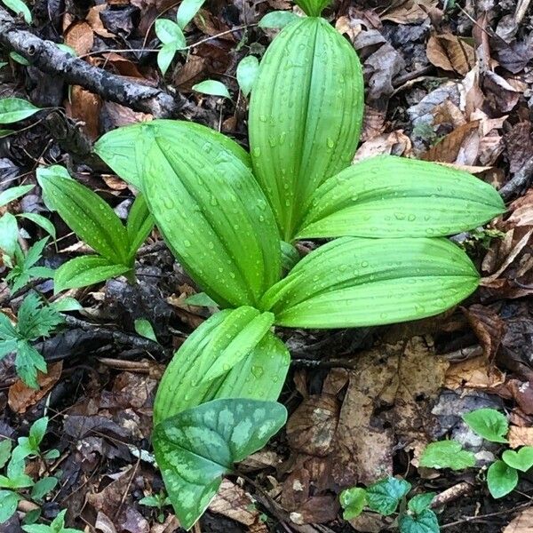 Veratrum viride Deilen