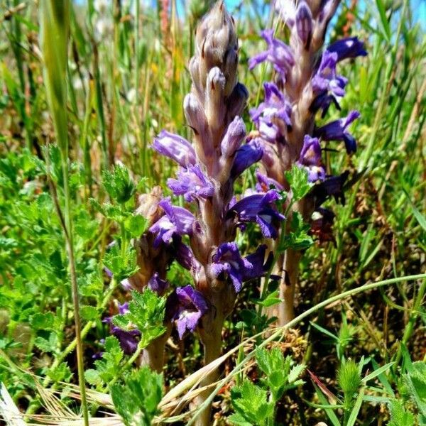 Orobanche arenaria Flower