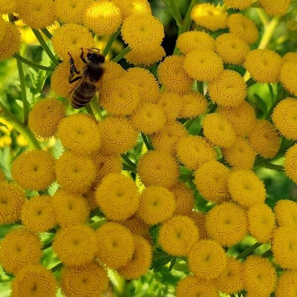 Tanacetum vulgare Квітка