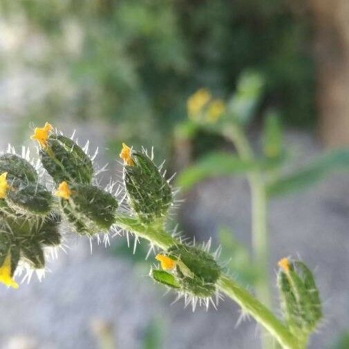 Amsinckia menziesii Floare