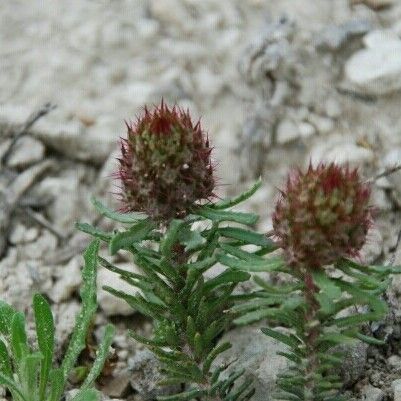 Centaurea corymbosa Кветка