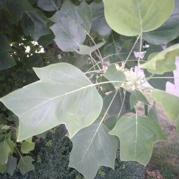 Liriodendron tulipifera ഇല