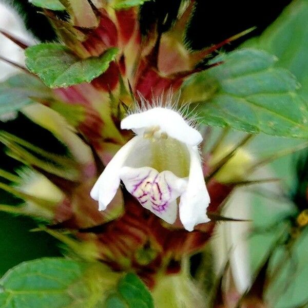 Galeopsis bifida Цветок