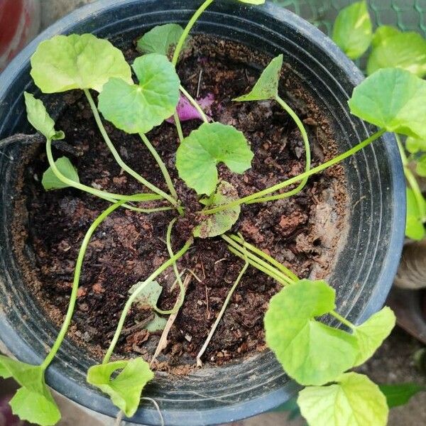 Centella asiatica Blad