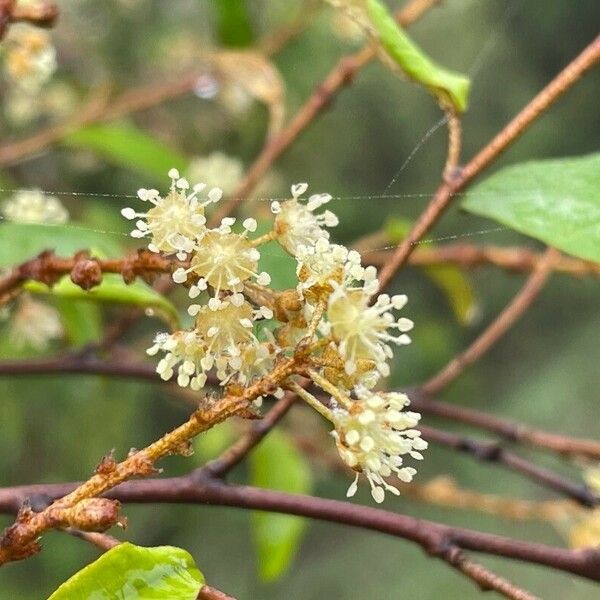 Croton dichogamus Floare