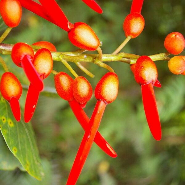 Erythrina globocalyx Cvet