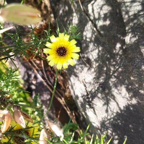 Tolpis barbata Flower