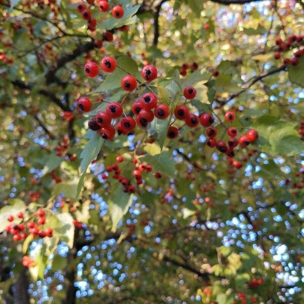 Crataegus phaenopyrum Frukto