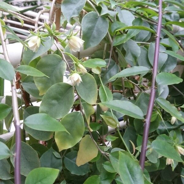 Pereskia aculeata Habit