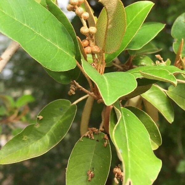 Croton gratissimus Deilen